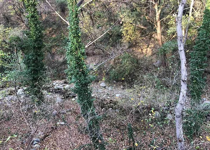 орехите * Dupnica